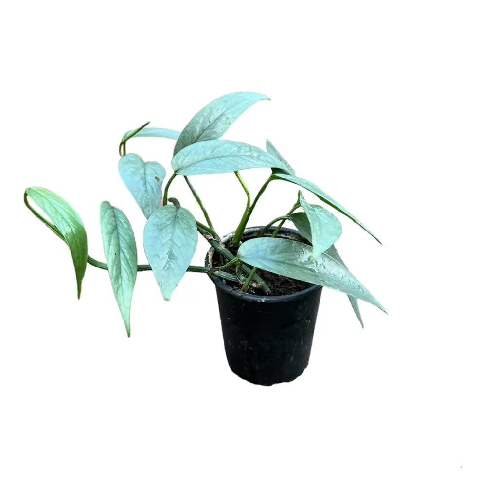 Epipremnum pinnatum 'Cebu Blue' galerij