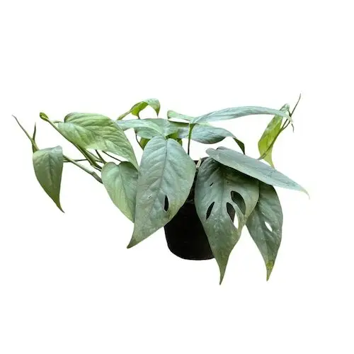 Epipremnum pinnatum 'Cebu Blue'