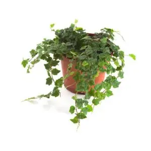 Ficus quercifolia Eichenlaubficus
