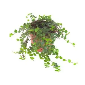 Ficus spec. Kolumbien Kolumbienficus