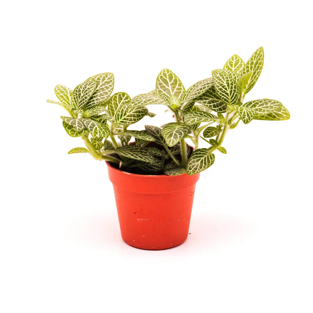 Fittonia argyronauta 'Mini' Mosaikpflanze