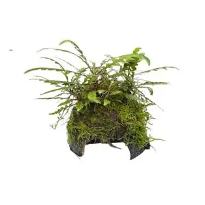 Hygrophila pinnatifida auf Kokosnusshöhle