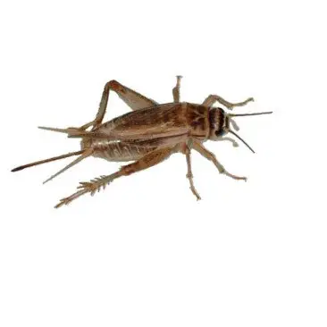Heimchen Acheta domesticus groß 500ml