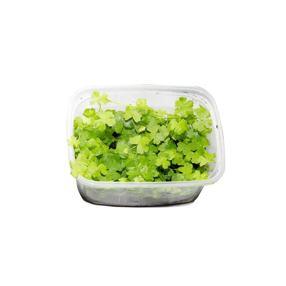 Hydrocotyle cf. tripartita Dreiteiliger Wassernabel in vitro