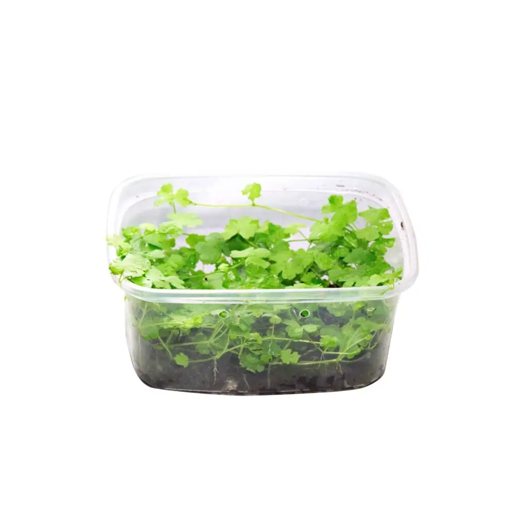Hydrocotyle cf. tripartita Dreiteiliger Wassernabel in vitro galerij