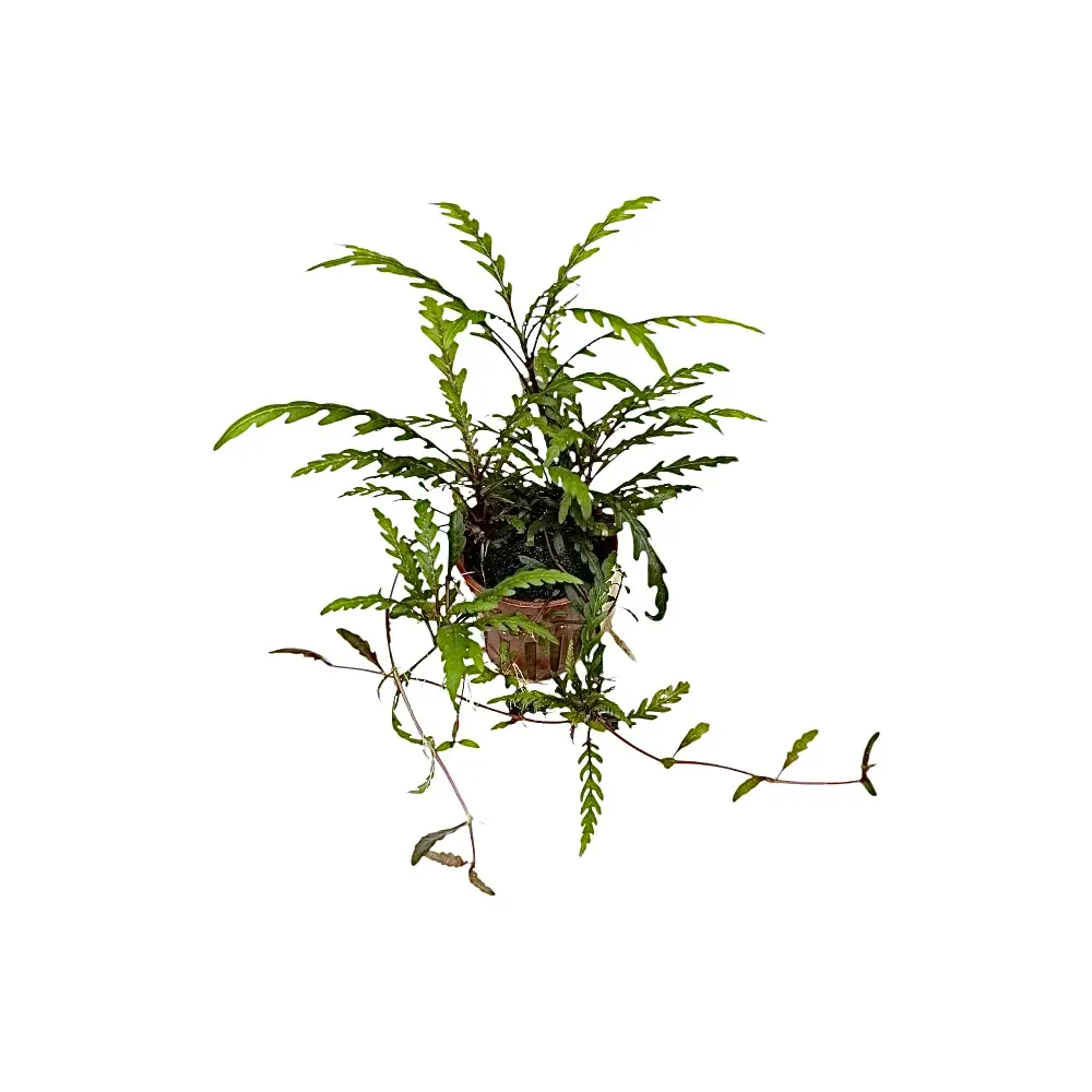 Hygrophila pinnatifida Fiederspaltiger Wasserfreund