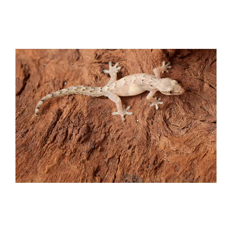 Lepidodactylus lugubris Jungferngecko