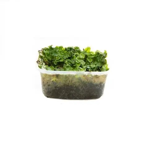Marchantiophyta Lebermoos galerij