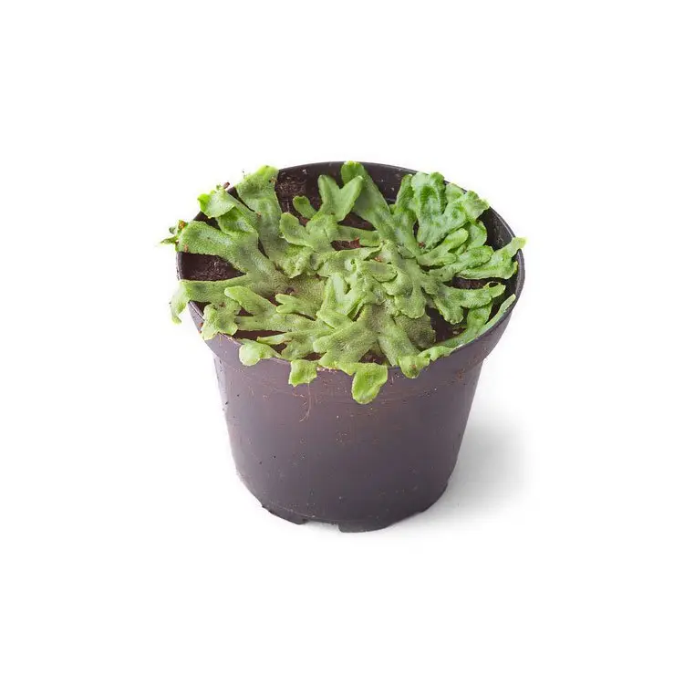 Marchantiophyta Lebermoos