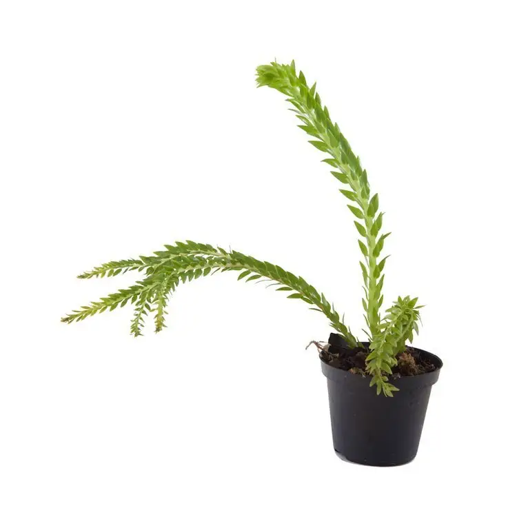 Lycopodium phlegmaria