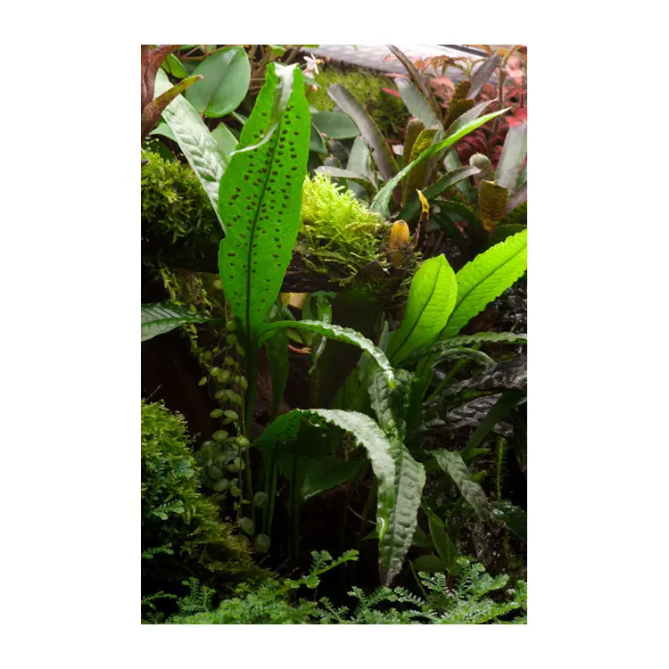 Microsorum pteropus Javafarn galerij