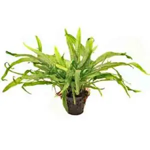 Microsorum pteropus Javafarn