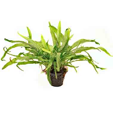 Microsorum pteropus Javafarn