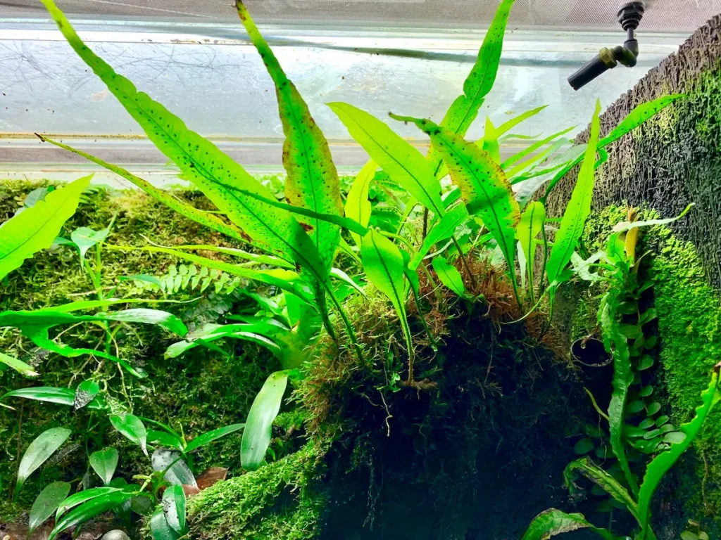 Microsorum pteropus 'Narrow' Schmalblättriger Javafarn galerij
