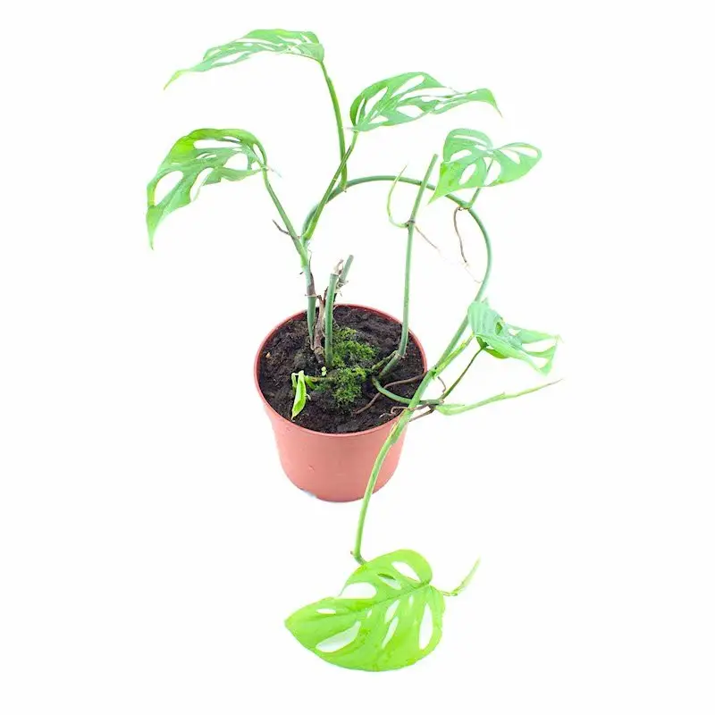Monstera acuminata galerij