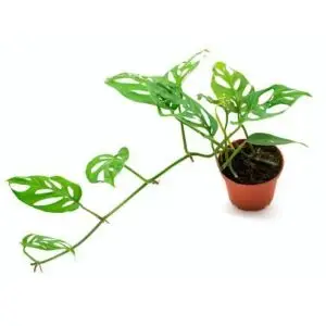 Monstera acuminata
