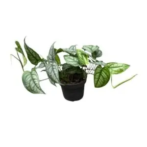 Monstera siltepecana