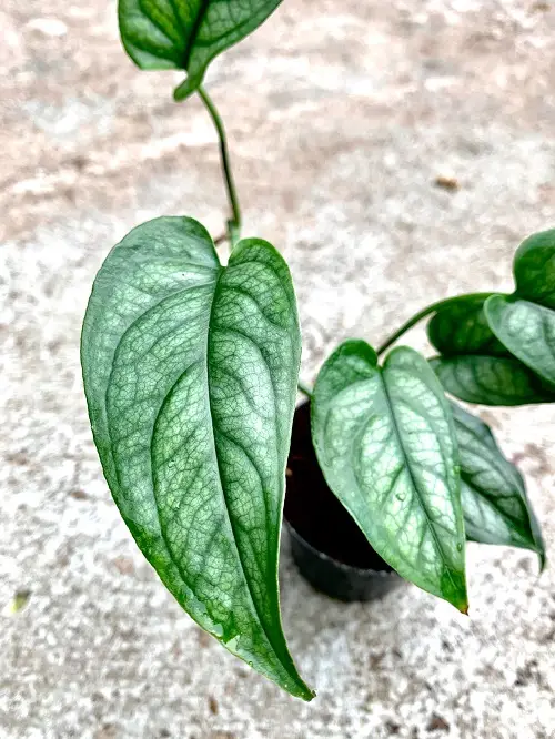 Monstera siltepecana galerij