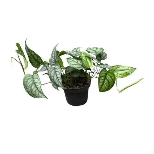 Monstera siltepecana