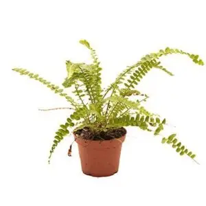 Nephrolepis cordifolia 'Duffy'