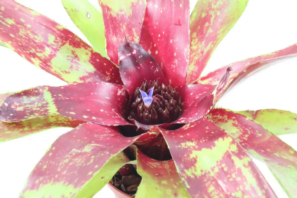 Neoregelia 'Demeter' galerij