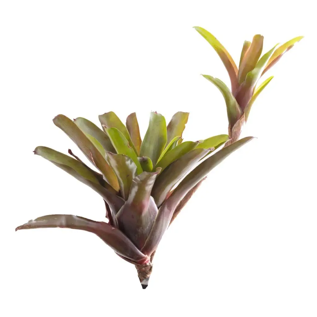 Neoregelia ‘Fireball’ galerij