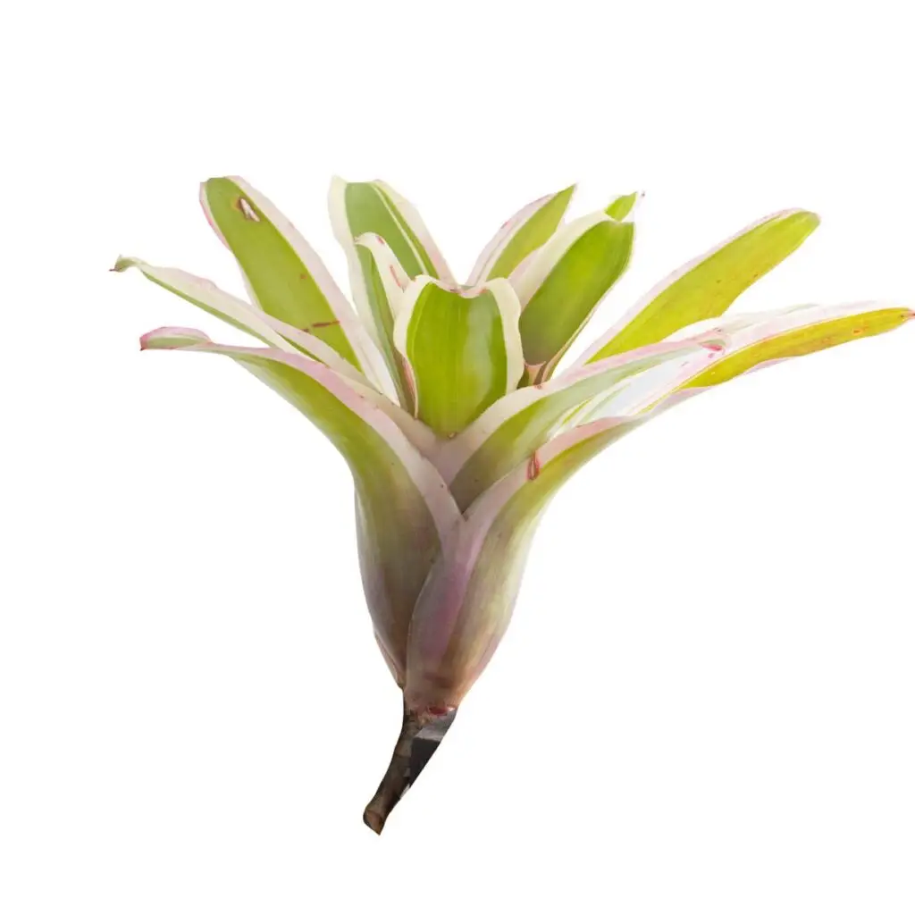 Neoregelia ‘Fireball variegata’ galerij