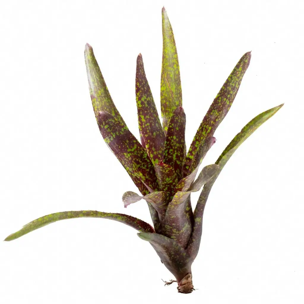 Neoregelia 'Hades' galerij