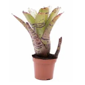 Neoregelia 'Tiger'