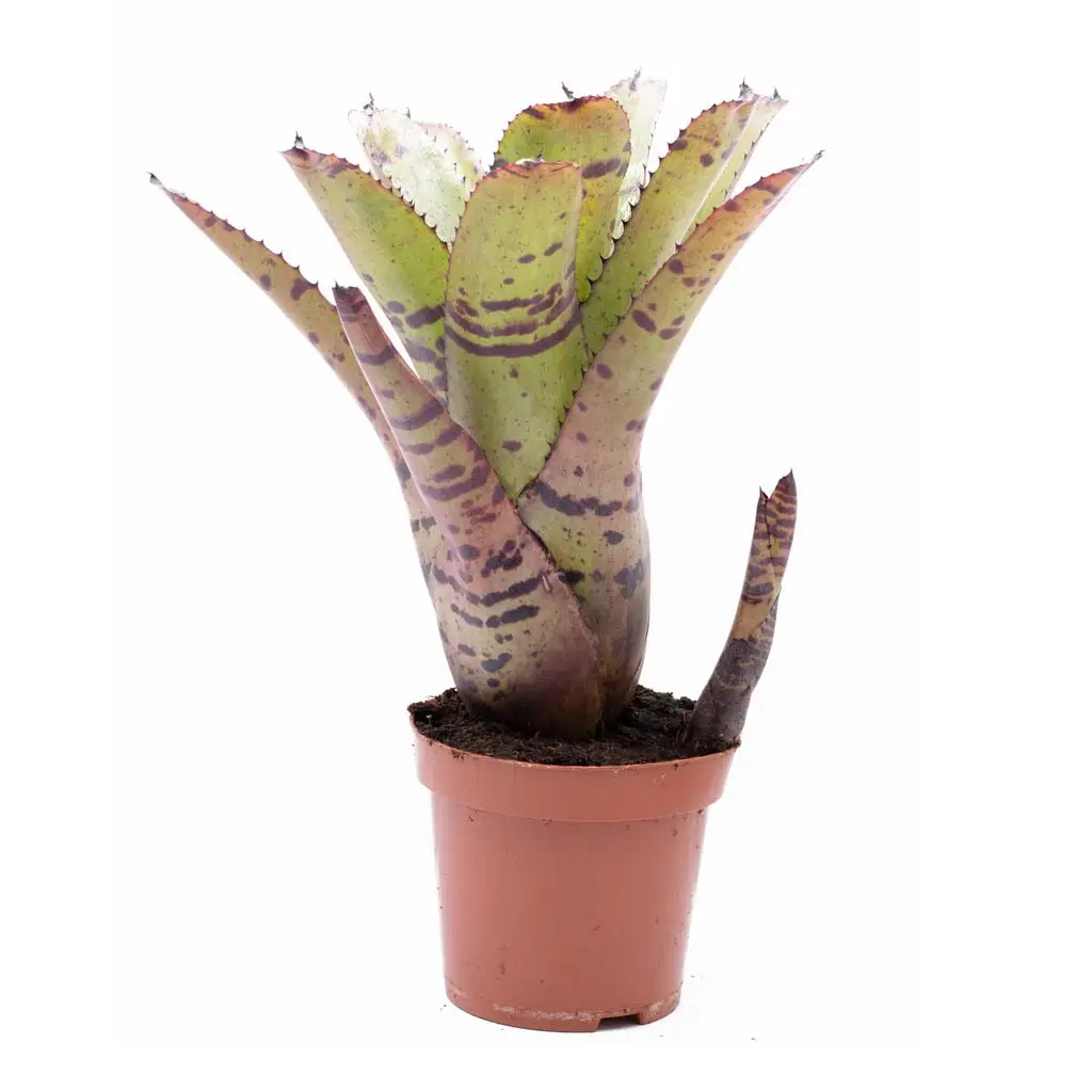 Neoregelia 'Tiger'