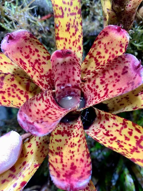 Neoregelia ‘Aphrodita’ galerij