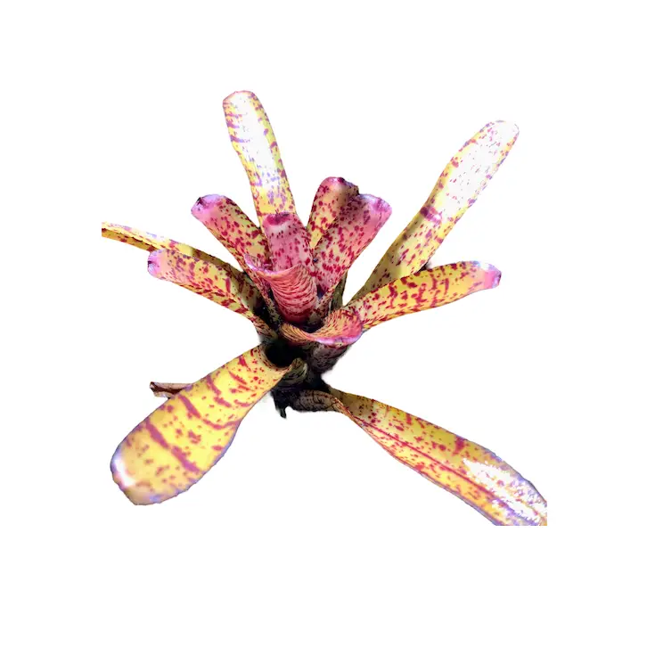Neoregelia ‘Aphrodita’