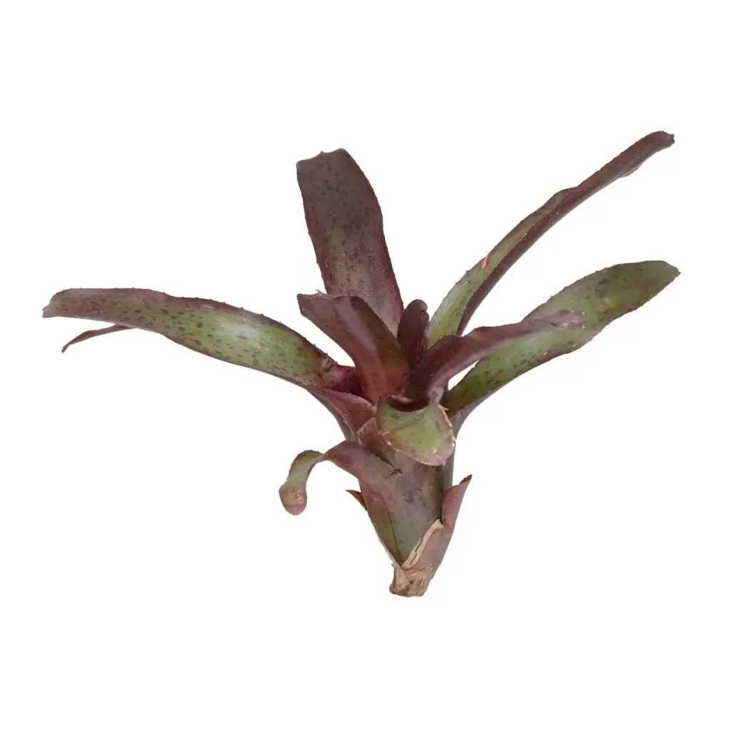 Neoregelia ‘Amazon’