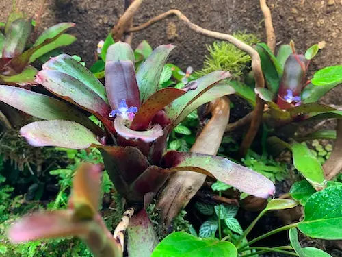 Neoregelia ‘Amazon’ galerij