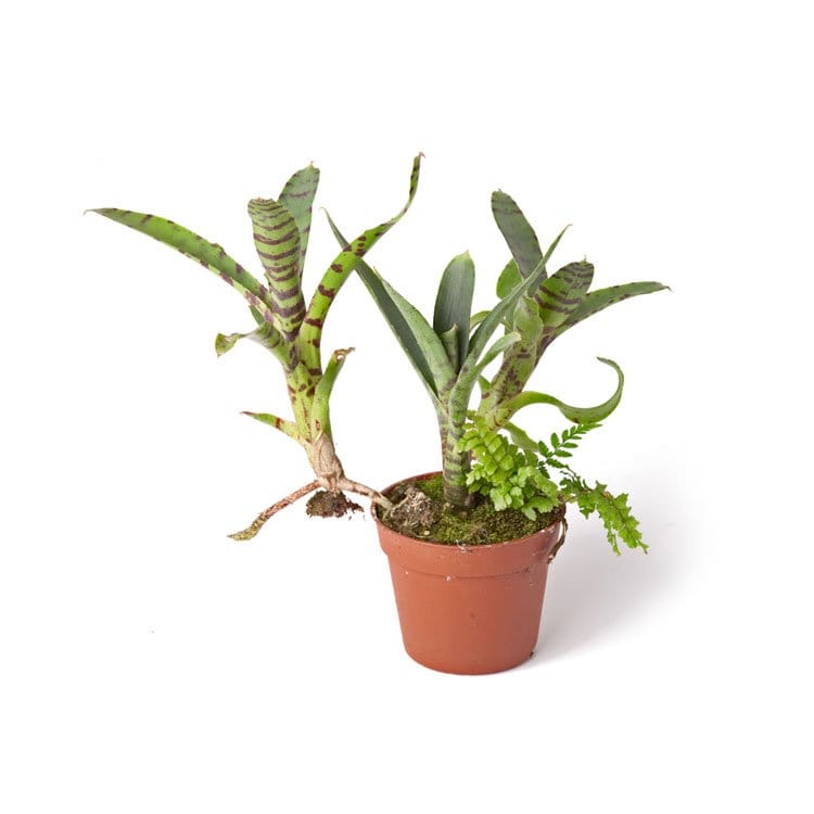 Neoregelia ampullacea var. tigrina galerij
