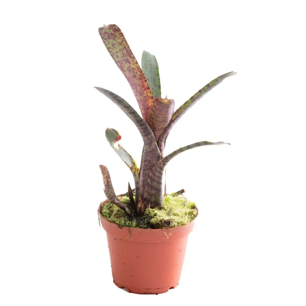 Neoregelia ampullacea var. purpurea