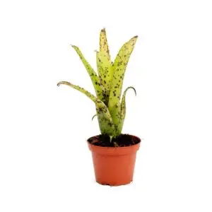 Neoregelia ‘Anteia’