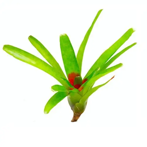 Neoregelia ‘Compacta’
