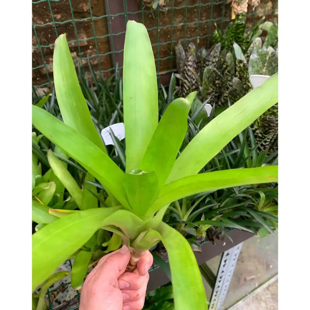 Neoregelia ‘Compacta’ galerij
