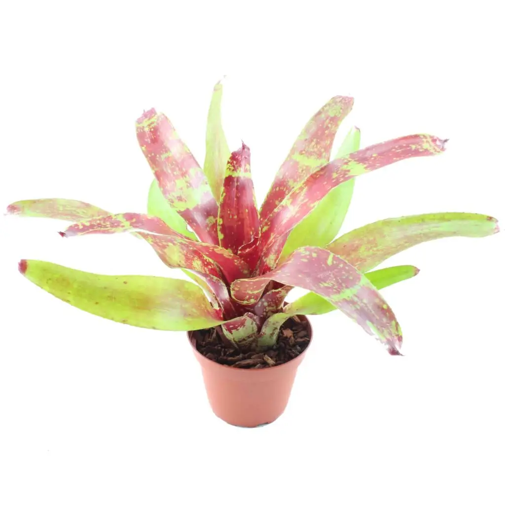 Neoregelia 'Demeter'