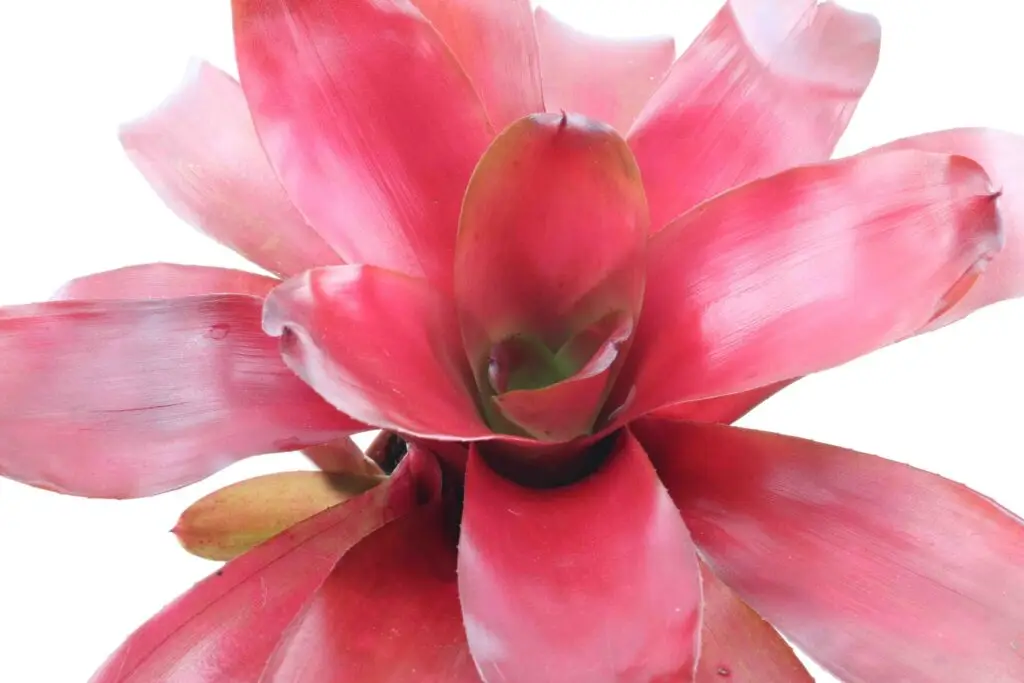 Neoregelia ‘Fuego’ galerij
