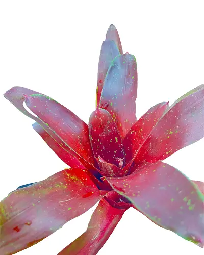 Neoregelia ‘Fuego Ancho’ galerij