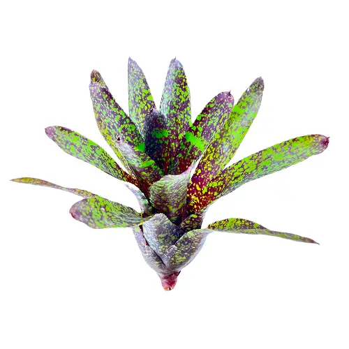 Neoregelia 'Hades'