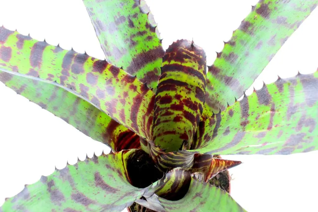 Neoregelia 'Hannibal Lecter' galerij
