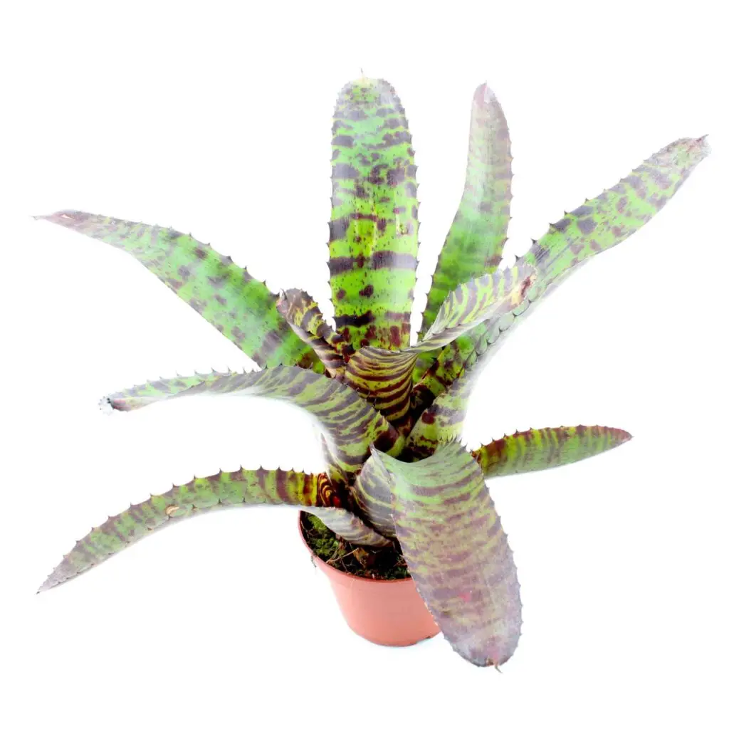 Neoregelia 'Hannibal Lecter'