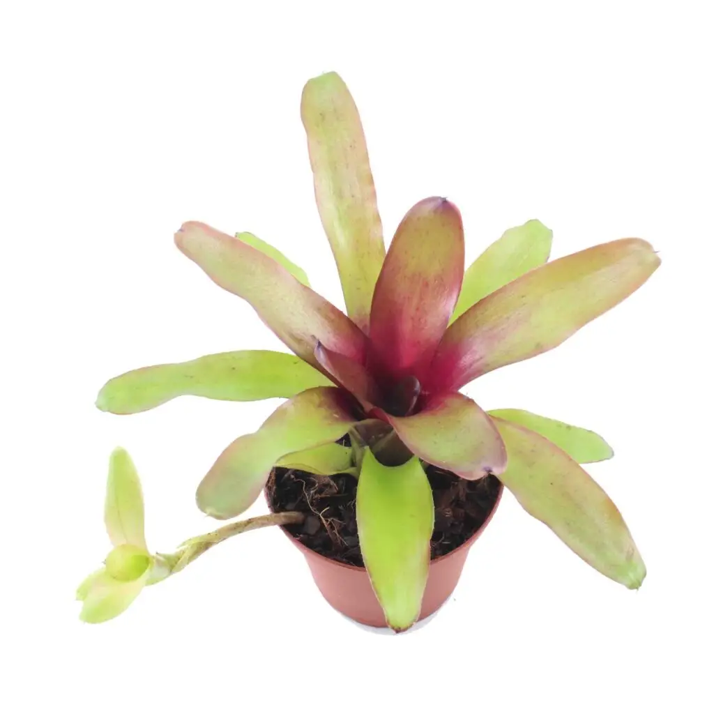 Neoregelia ‘Mephisto’ galerij