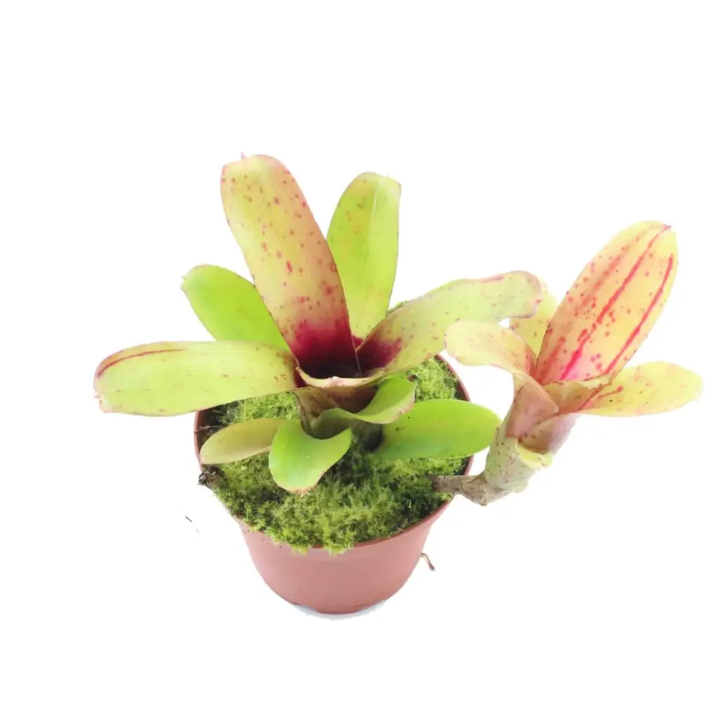 Neoregelia ‘Narciss’ galerij