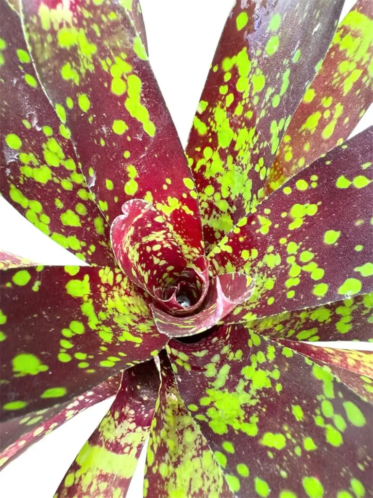 Neoregelia 'Osser' galerij