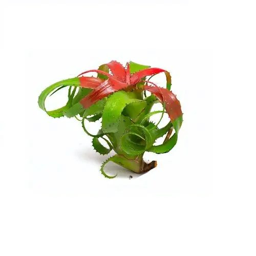 Neoregelia pendula