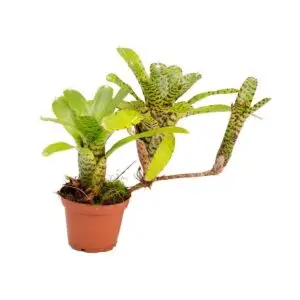 Neoregelia punctatissima Ableger